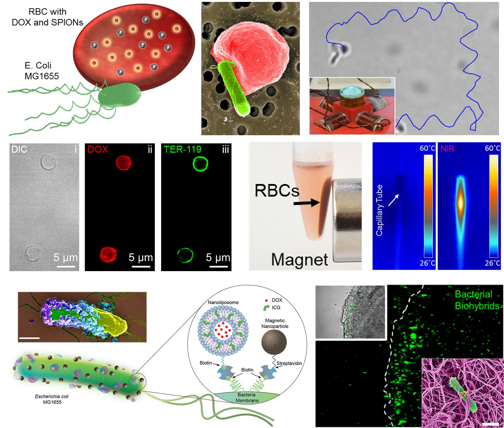 biohybrid microrobots